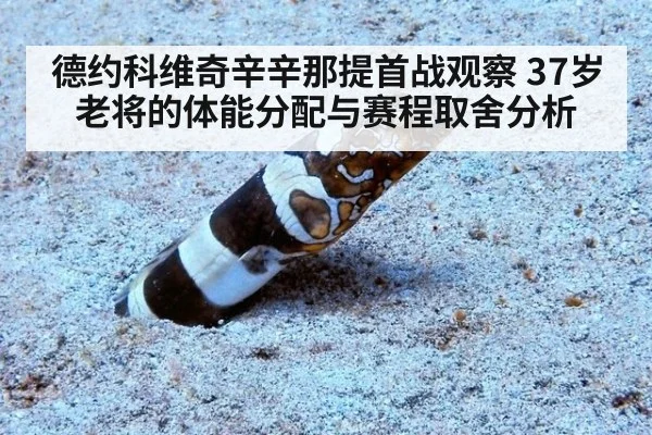 德约科维奇辛辛那提首战观察 37岁老将的体能分配与赛程取舍分析